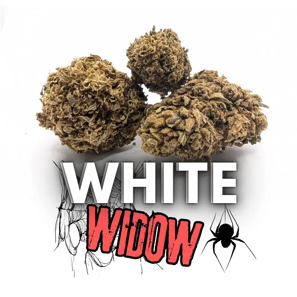 WHITE WIDOW SUNDGOCBD.FR